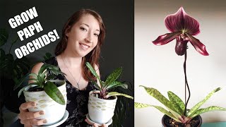 HOW TO GROW PAPHIODEPILUM ORCHIDS! Caring for mottled leaf Paphiopedilums as indoor plants!
