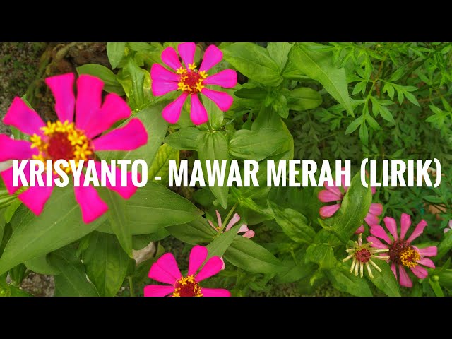 Krisyanto - mawar merah (Lyrik) class=