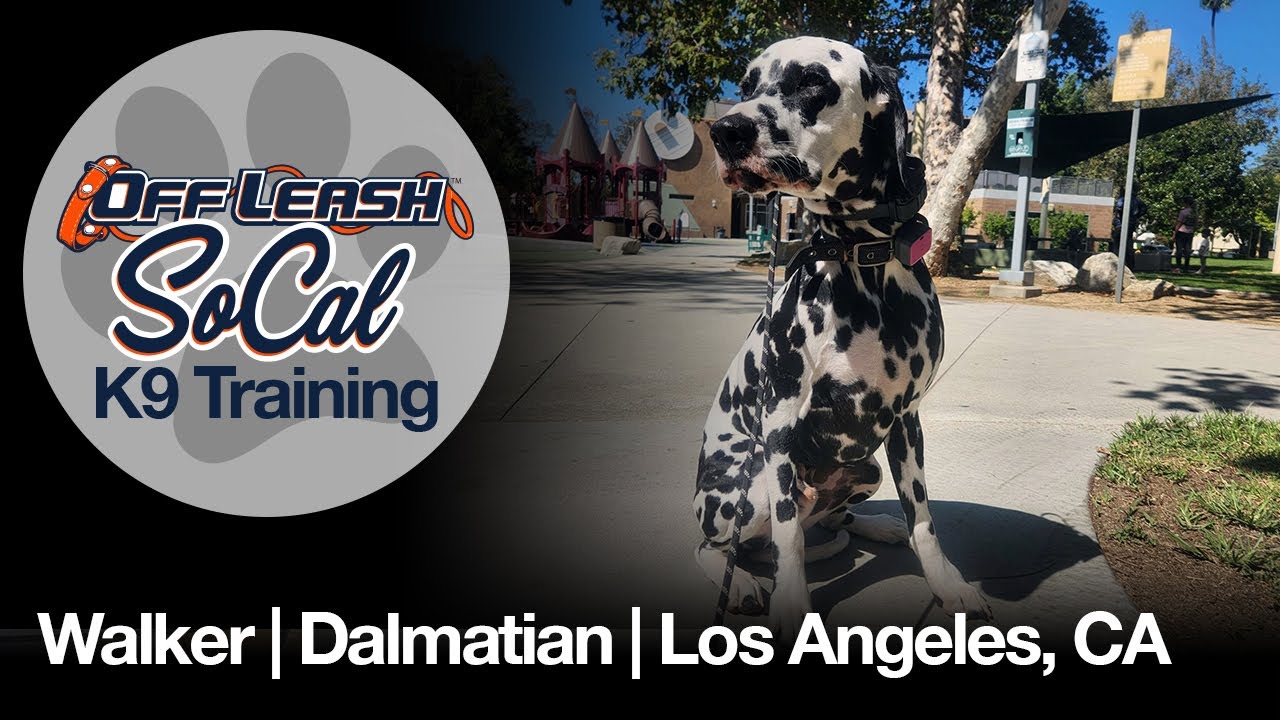 Dalmatian Training | Walker | Los Angeles, CA