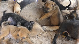 Puppies Are Caked With Soil Playing On The Ground by Animals007 292 views 3 weeks ago 5 minutes, 20 seconds