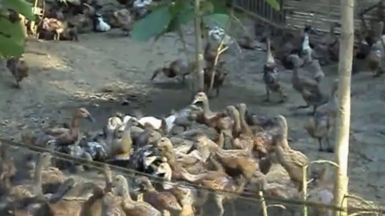 Cara Beternak Bebek Petelur Jawa Untung Dan Berkah 