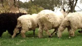 Wensleydale lambs at Carlson Farm