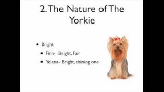 Yorkie Names How to Choose, Part 3