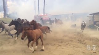 Footage shows 500 terrified thoroughbred horses galloping for their
lives after a popular horse training facility in san diego county
caught fire. workers at...