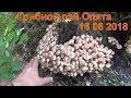 Грибной рай Опята 16 08 2018 Белый гриб рыжики маслята лисички волнушки Сбор грибов тихая