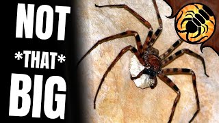 The Giant Huntsman is NOT the Biggest Spider