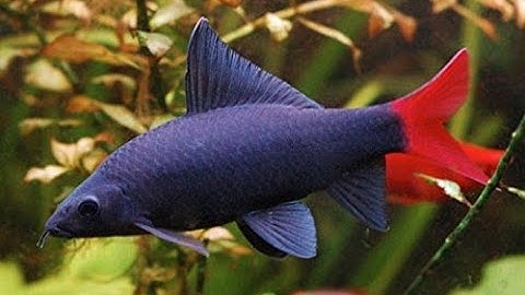 Cá hắc xá (cá chuột Thái đen) và những điều bạn cần biết