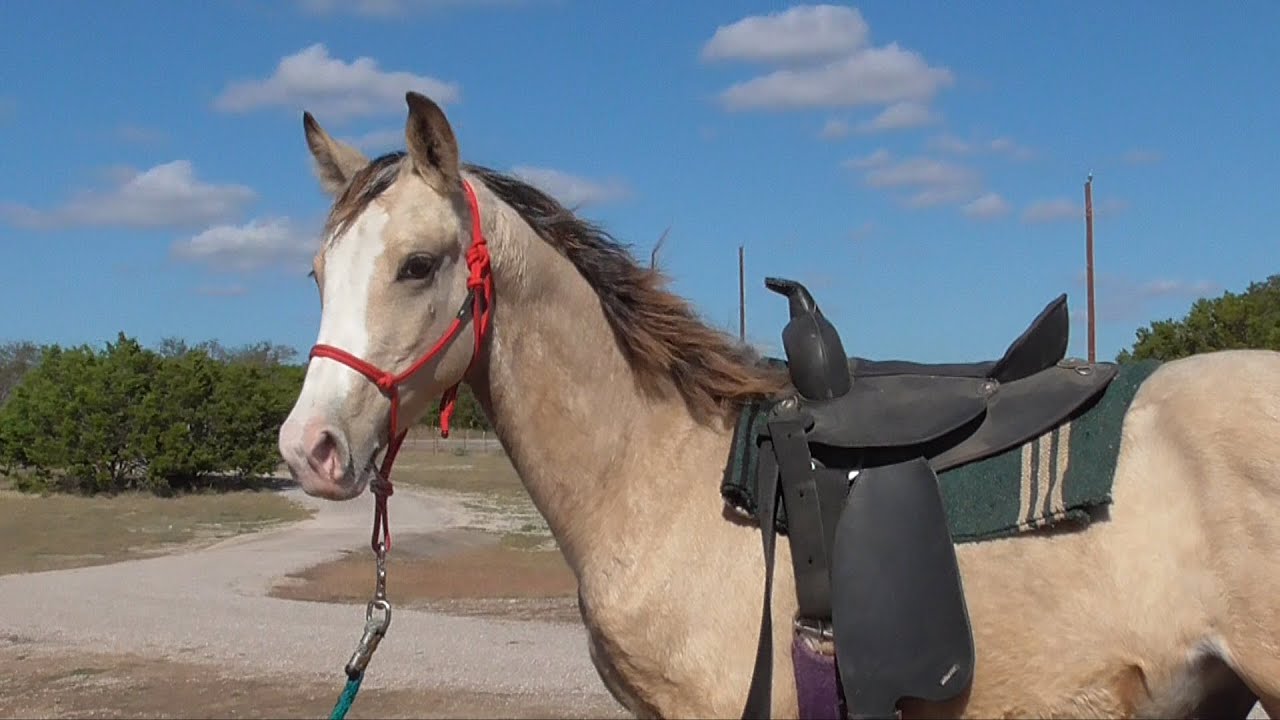 Zeus is a smooth flashy MFTHBA foxtrotter gelding who is so sweet!