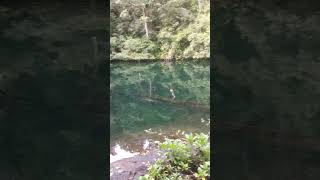 Download Lagu Indahnya danau telaga biru gede pangrango via cibodas. #berakhlak #berilmu #beriman #nature MP3