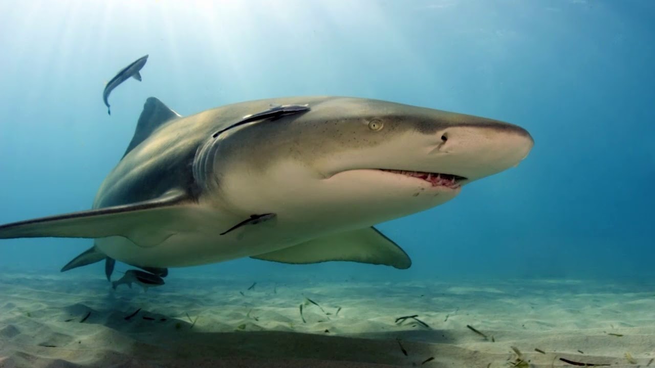 Shark Days of Summer – Friends - YouTube
