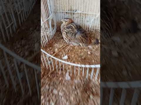 اول سمانه ترجن على البيض