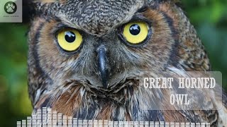 The Great Horned Owl Sounds That Will Get You Listening! screenshot 5