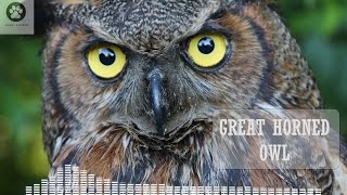 The Great Horned Owl Sounds That Will Get You Listening!