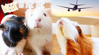 W(h)eek in the Life of 5 Guinea Pigs | Guinea Pig Vacation! @LittleAdventures