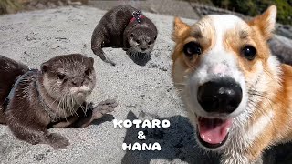 カワウソが好きすぎて爆走するワンコがめちゃおもろい！　Otters Get Herded by Playful Corgi