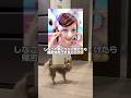しなこの家にクレア預けたら帰宅拒否されましたwww #tiktok #shorts