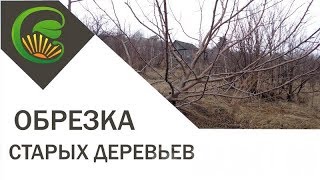 Обрезка деревьев. Часть 1. Старые яблони и груши Обрезка деревьев. Часть 1. Старые яблони и груши