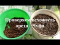 Чуфа орех проверка на всхожесть