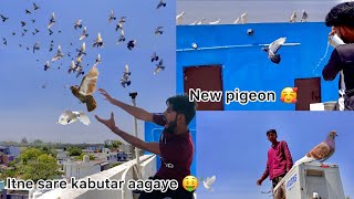 Finally itne mahine baad pakda  !! Pigeon catched from five thousand pigeons