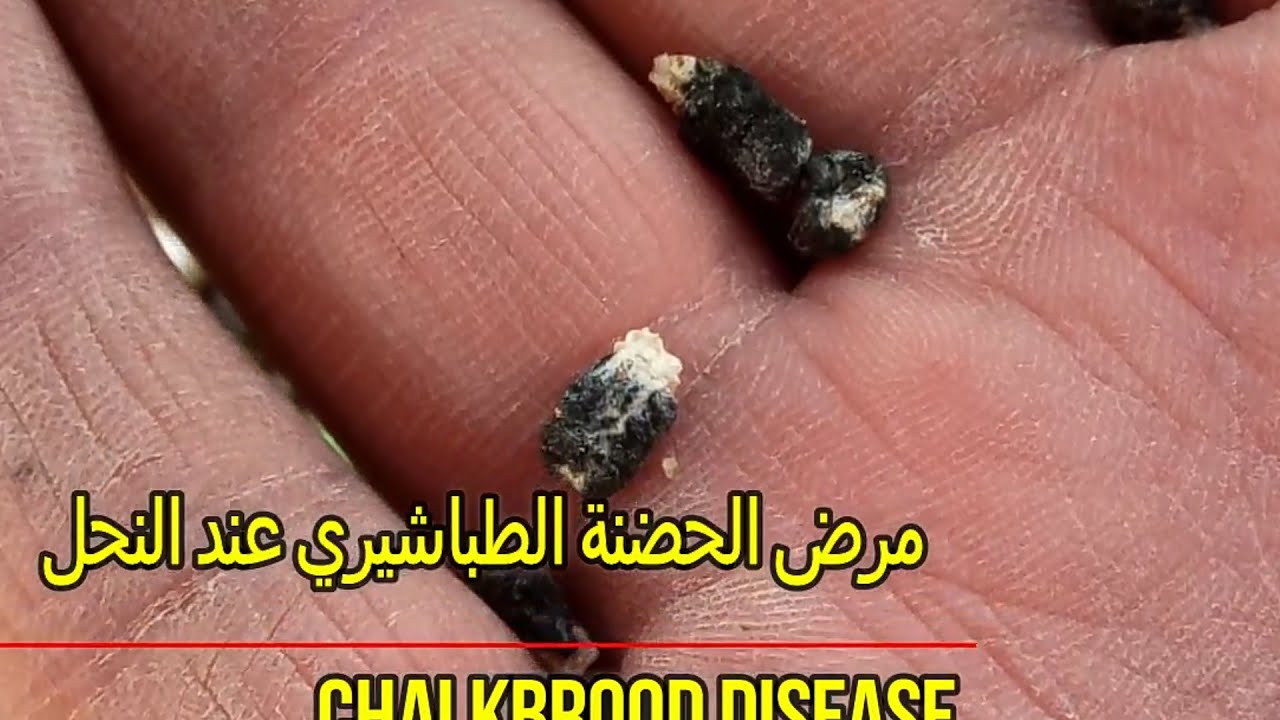مرض الحضنة الطباشيري عند النحل وكيفية العلاج أو الوقاية منه Chalkbrood diseases