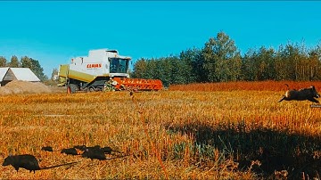 2023 Ecological Buckwheat Harvest: Precision Threshing Unveiled