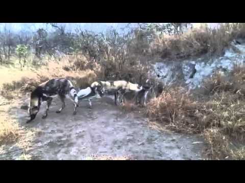 animal-attack-wild-dogs-vs-hyena-top-ten10@attack