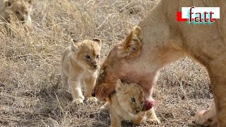 Adorable!!!! Six lion enjoy their first outdoor adventure