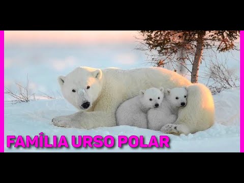 Vídeo: Onde Vivem Os Ursos Polares?
