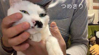 ぶち猫のつめきり2024.5.1