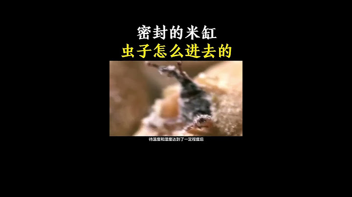 密封的米缸虫子怎么进入的？ #大米 #米虫 #科普