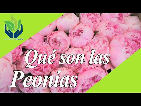 Video: Peonía Caucásica