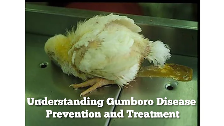 How to treat,prevent and cure Gumboro diseases