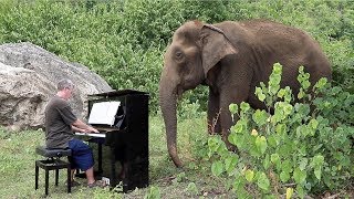 Ravel on Piano for 80 Year Old Elephant
