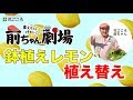 鉢植えレモン植え替え【前ちゃん劇場】