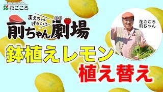 鉢植えレモン植え替え【前ちゃん劇場】