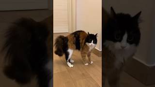 FUNNY CATS CUTE VIDEO 🐾#319