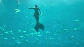 2025\/9\/11-16富國島美人魚秀   #跟著饅頭趴趴走 