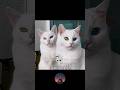 Cat videos 😱😱😱😱 #trendingvideo #trolledit #youtubevideo #cat #catvideos