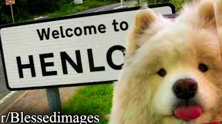 r/Blessedimages | WELCOME TO DOG TOWN