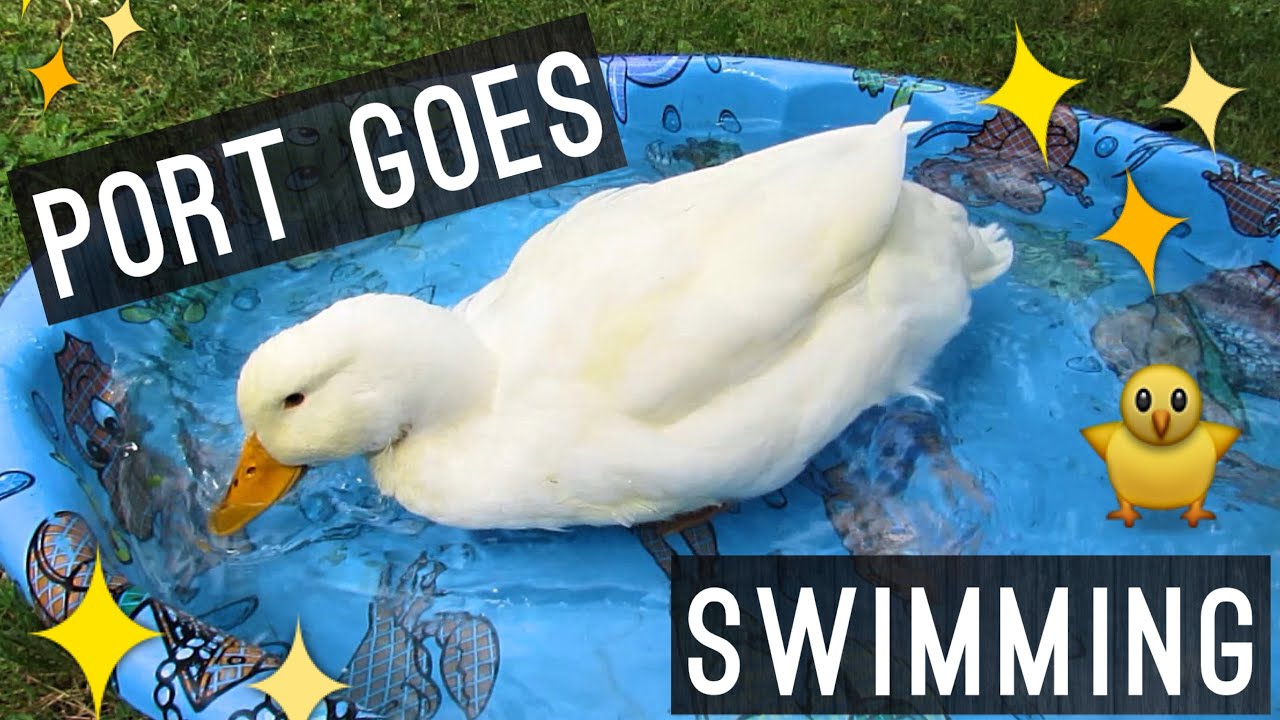 video phone beyonce mp3 My Duck Goes Swimming In His Pool