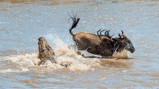 Wildebeest Migration: A Journey of Survival