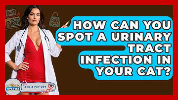 How Can You Spot A Urinary Tract Infection In Your Cat? - Ask A Pet Vet