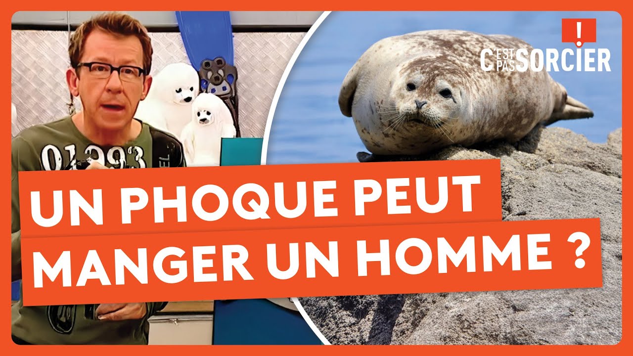 Un phoque peut manger un homme ? - C'est pas sorcier