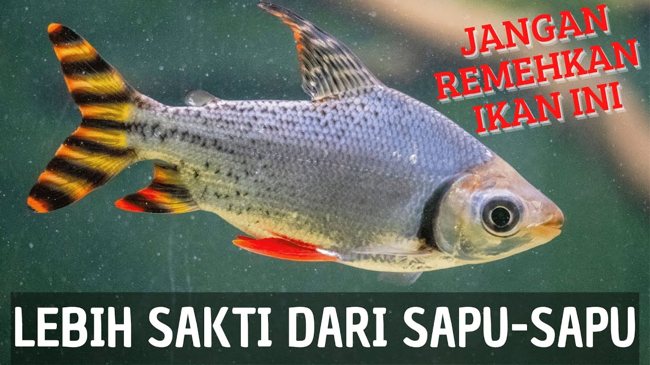 Ikan Rff IKAN BERSIH BERSIH AQUARIUM | IKAN RED FEIFENG | IKAN BENDERA | IKAN ...