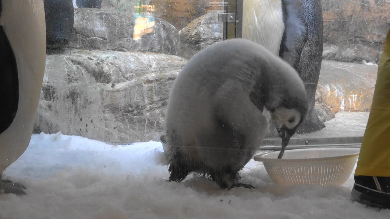 Emperor Penguin Chick 2020 