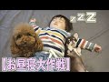 トイプードルとチワワの子犬☆お昼寝嫌いの赤ちゃんを寝かしつけられるか!?