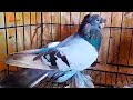 Достойные Двухчубые! Двухчубые голуби. Tauben. Pigeons. Palomas. Pombos. 비둘기.