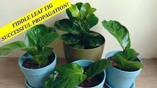 FIDDLE LEAF FIG \/\/100% SUCCESSFUL PROPAGATION with Final Result \/\/