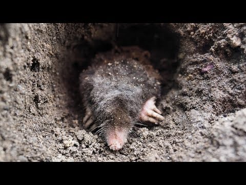 Video: 4 savjeta kako biste zaustavili kopanje