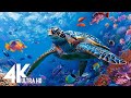 4K Underwater Wonders   Relaxing Music - Coral Reefs & Colorful Sea Life in UHD